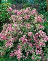 Weigela florida Nana Variegata mb 100-125 cm