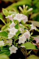 Weigela florida Nana Variegata mb 100-125 cm