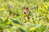 Weigela florida Nana Variegata mb 100-125 cm