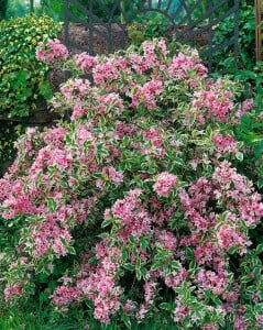 Weigela florida Nana Variegata 150- 200 cm