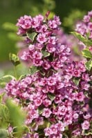 Weigela florida Nana Variegata 150- 200 cm