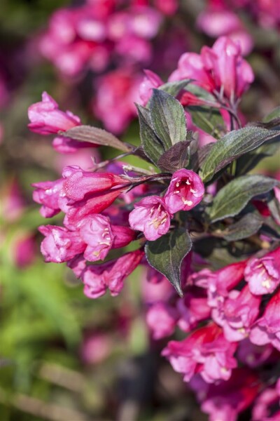 Weigela florida Victoria 9 cm Topf - Höhe variiert