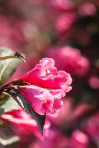 Weigela florida Victoria 9 cm Topf - Höhe variiert