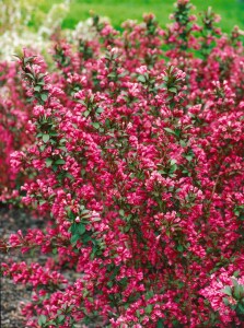 Weigela florida Victoria 9 cm Topf - Höhe variiert