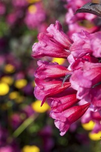 Weigela florida Victoria 9 cm Topf - Höhe variiert