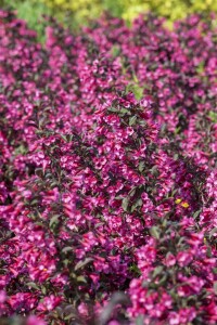 Weigela florida Victoria 9 cm Topf - Höhe variiert