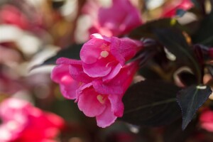 Weigela florida Victoria 9 cm Topf - Höhe variiert