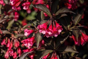 Weigela florida Victoria 9 cm Topf - Höhe variiert