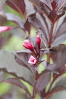 Weigela florida Victoria 9 cm Topf - Höhe variiert