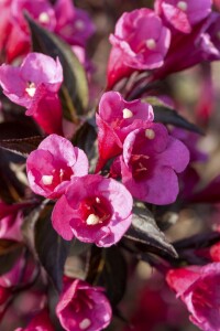 Weigela florida Victoria kräftig 3xv mDb 100- 125 cm