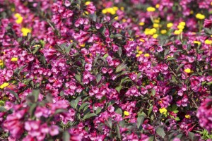 Weigela florida Victoria kräftig 3xv mDb 100- 125 cm