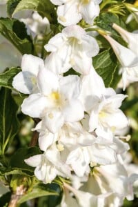 Weigela Snowflake 125- 150 cm