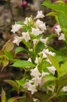 Weigela Snowflake 125- 150 cm