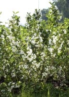 Weigela Snowflake 125- 150 cm