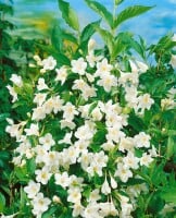 Weigela Snowflake 125- 150 cm