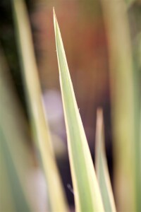 Yucca filamentosa Bright Edge 50- 80 cm