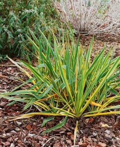 Yucca filamentosa Bright Edge 50- 80 cm