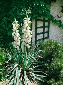 Yucca filamentosa Bright Edge 50- 80 cm