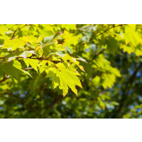 Acer japonicum Vitifolium