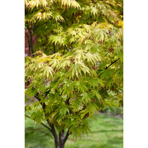 Acer palmatum Autumn Glory