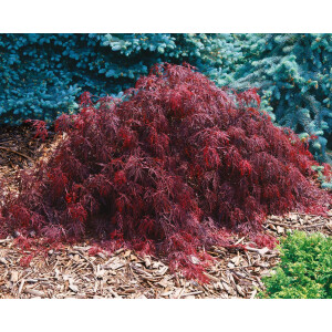 Acer palmatum Crimson Queen`
