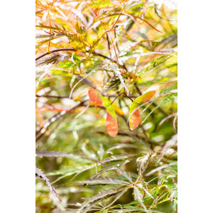 Acer palmatum Dissectum Stella Rossa