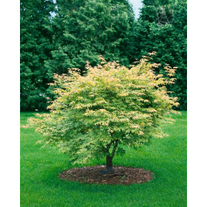 Acer palmatum Koreanum