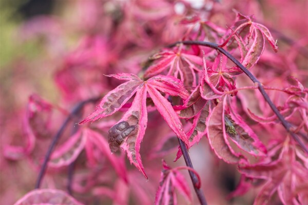 Acer palmatum Pink Passoin