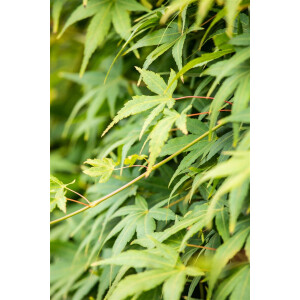 Acer palmatum Ryusen