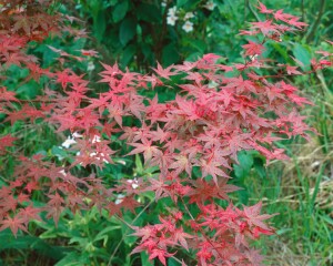 Acer palmatum Shin deshojo