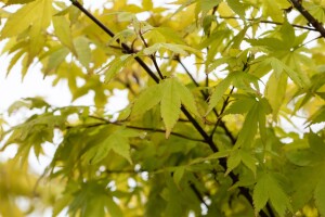 Acer palmatum Summergold