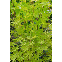 Acer shirasawanum Jordan