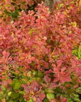 Berberis thunbergii Orange Sunrise