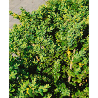 Buxus sempervirens Rotundifolia