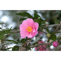 Camellia japonica `Elegant Beauty`