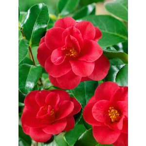 Camellia japonica `MaryWilliams`