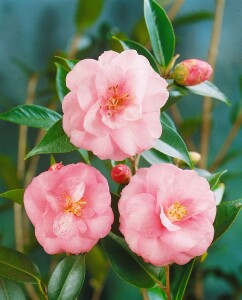 Camellia Spring Festival