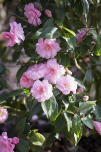 Camellia Spring Festival