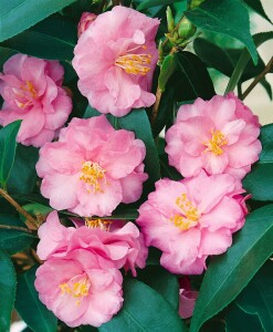 Camellia Spring Festival