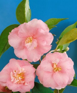 Camellia Spring Festival