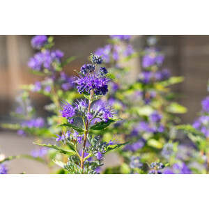 Caryopteris clandonensis First Blue