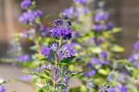 Caryopteris clandonensis First Blue
