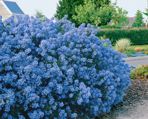 Ceanothus Puget Blue