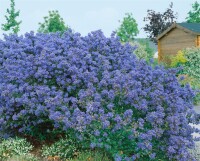 Ceanothus Puget Blue