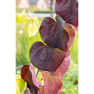 Cercis canadensis Red Force