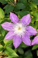 Clematis Evison Crystal Fountain