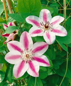 Clematis Hybride Capitaine Thuilleaux