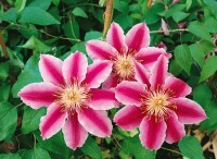Clematis Hybride Capitaine Thuilleaux