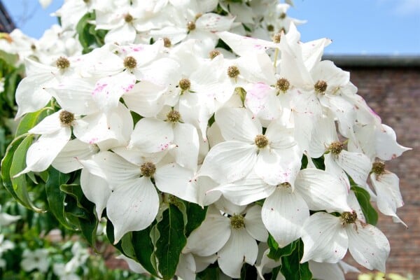 Cornus kousa Moonbeam blühender Baum