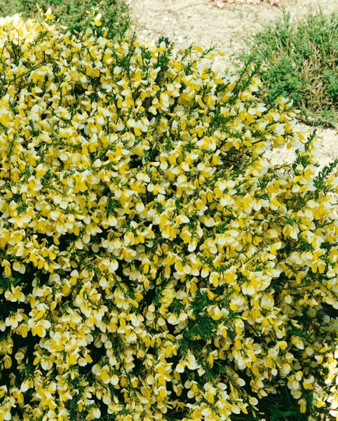 Cytisus scoparius Golden Cascade